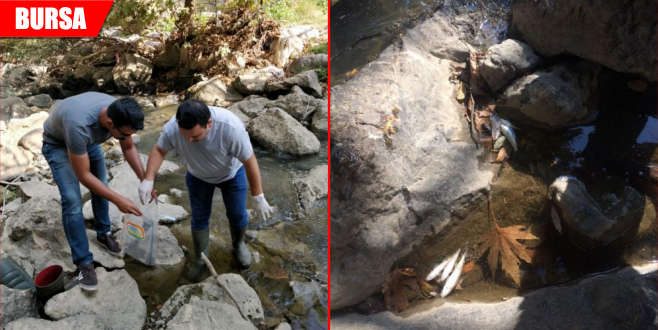 Toplu balık ölümlerine inceleme Toplu balık ölümlerine inceleme