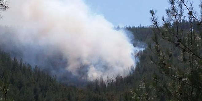 Bursa’da orman yangını