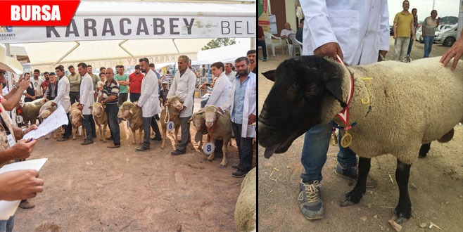 Bu koç 15 bin TL’ye satıldı