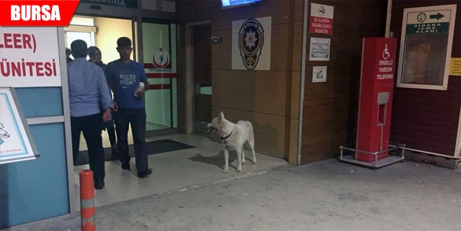 Sahibini hastane kapısında bekleyen köpek çalındı