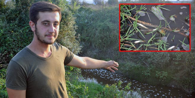 Derelerdeki balık ölümleri korkuttu