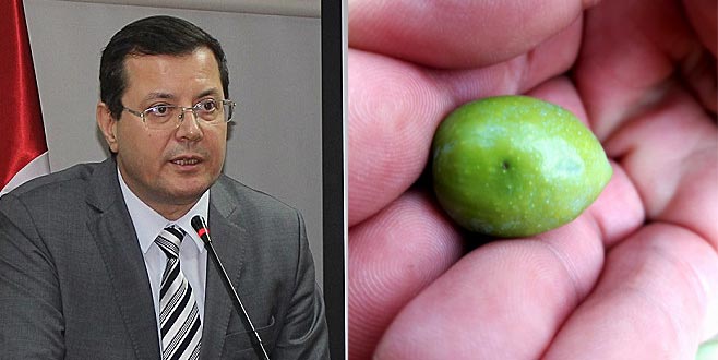 Zeytin üreticilerine zeytin sineği uyarısı