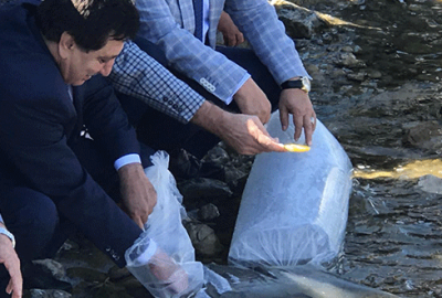 İznik Gölü’ne 500 bin yavru sazan bırakıldı