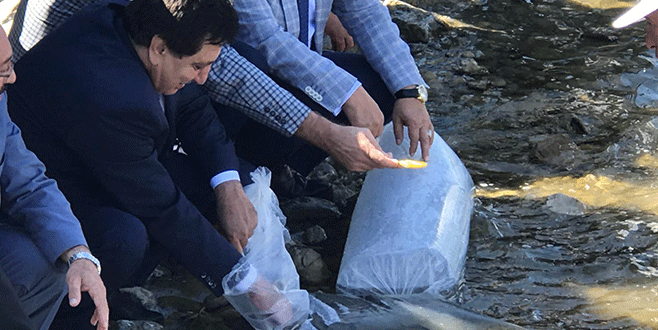 İznik Gölü’ne 500 bin yavru sazan bırakıldı İznik Gölü’ne 500 bin yavru sazan bırakıldı