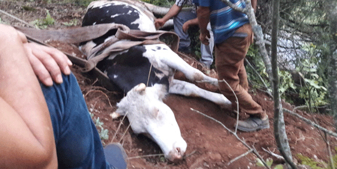 Uçuruma düşen ineği kurtarma operasyonu