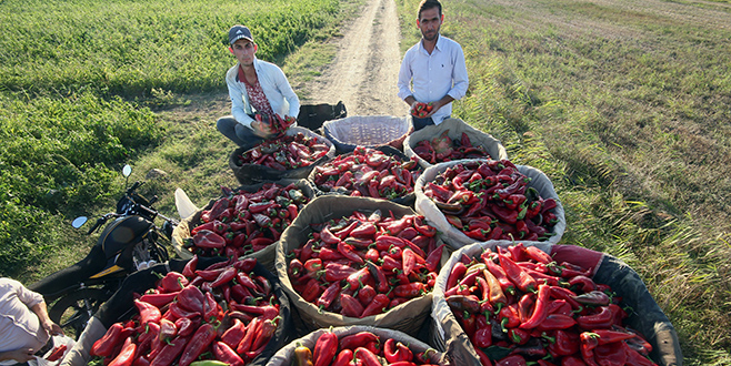 Hava şartları biberi olumsuz etkiledi