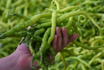 Rusya’ya yeşil biber ihracatı patladı