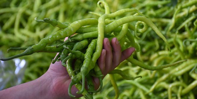 Rusya’ya yeşil biber ihracatı patladı