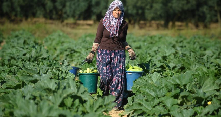 İznik’in kabakları Almanya’ya ihraç ediliyor Bursa'nın İznik ilçesinde kabak hasadına başlandı. Tarlada 1 TL'ye satılan