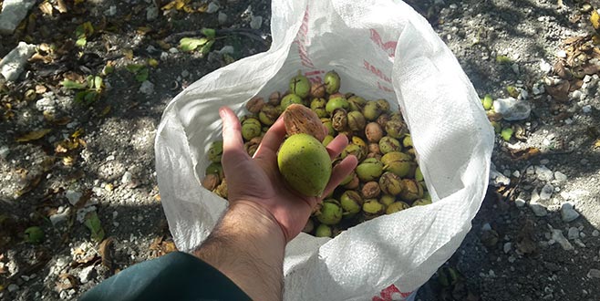 Keles ceviz merkezi oluyor Keles ceviz merkezi oluyor