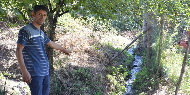 Mahallenin kanalizasyonu ağaçları kuruttu iddiası