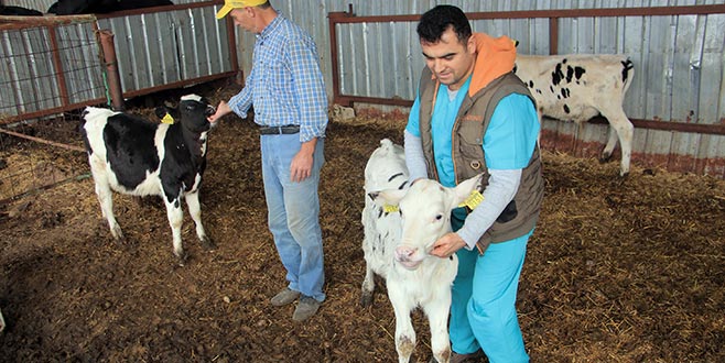Buzağı ölümlerine karşı aşılama hamlesi