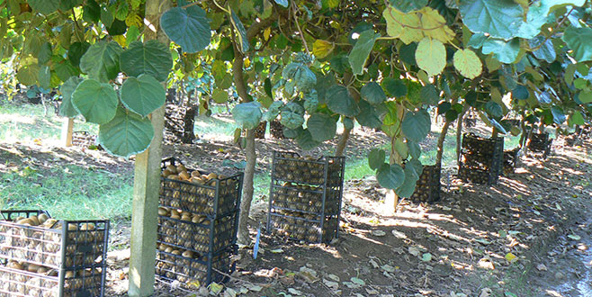 Orhangazili çeltik üreticisi alternatif ürüne yöneldi Orhangazili çeltik üreticisi alternatif ürüne yöneldi