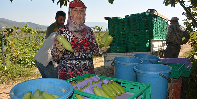 Kabak üreticisinin aracı tepkisi Kabak üreticisinin aracı tepkisi