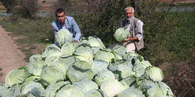 Kışlık sebze üretimi yılın tamamına yayıldı