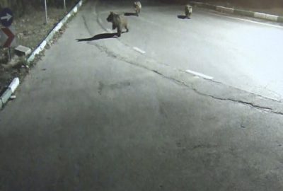 Uludağ’da aç kalan sakat ayı ve yavruları şehre indi