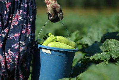 İznik’in kabakları Almanya’ya ihraç ediliyor