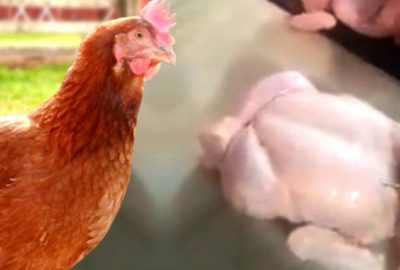 Bu görüntü sonrası tavuk yerken bir daha düşünün!