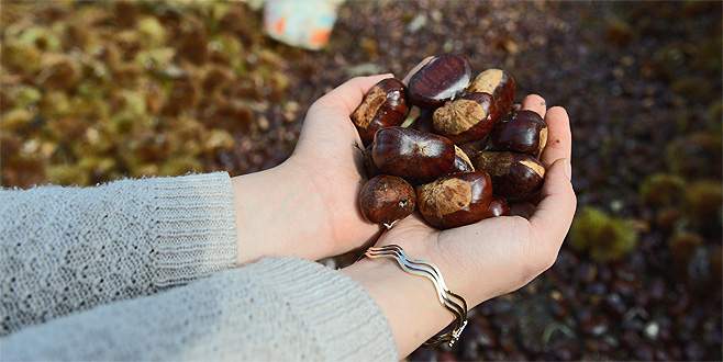 Kestane üreticisinin yüzü gülüyor