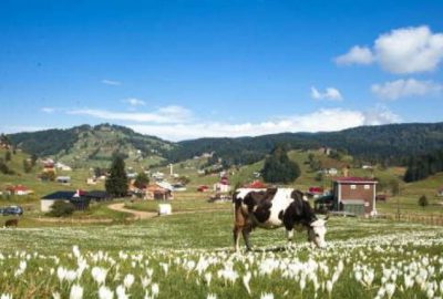 Masal gibi yayla: Sonbaharda mor ilkbaharda beyaz