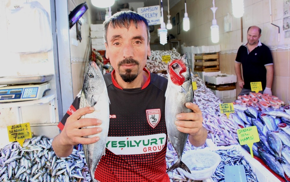 ‘Kestane Karası’ balıkları yerinden çıkardı