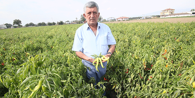 Yenişehirli çiftçi sezondan memnun