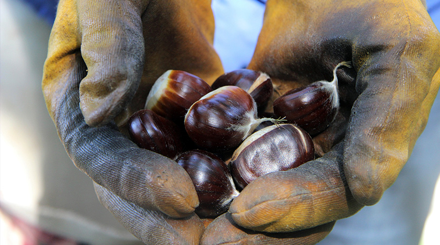 Yüksek rekolte şekerlemecilerin yüzünü güldürdü