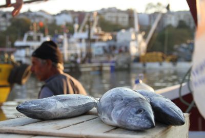 Palamut bollaştı fiyat düştü
