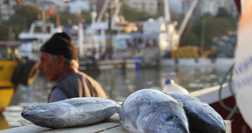 Batı Karadeniz Bölgesi'nin önemli limanlarından Düzce'nin Akçakoca ilçesinde denize açılan