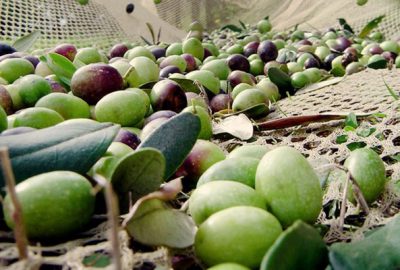Marmarabirlik ürün alımına başlıyor