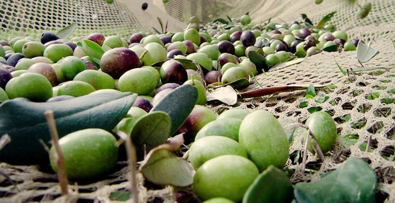 Marmarabirlik ürün alımına başlıyor