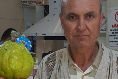 Devasa deveci armudu görenleri şaşırtıyor