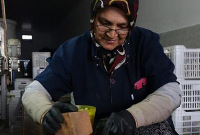 Taş ve tahtayla kırıyor, kilogramını 12 liradan satıyorlar