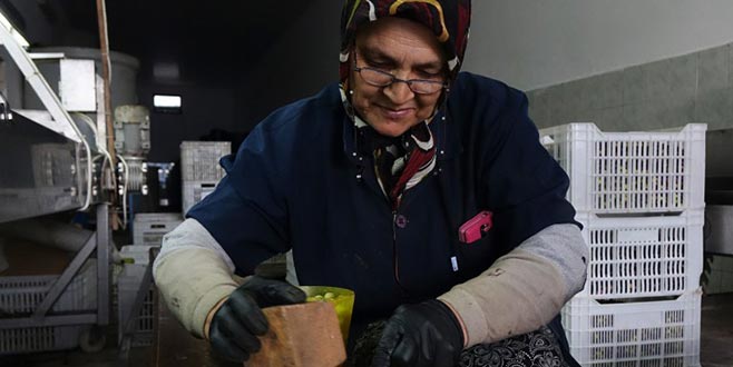 Taş ve tahtayla kırıyor, kilogramını 12 liradan satıyorlar