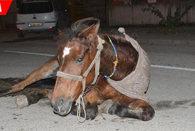 Hamile atı sokak ortasında ölüme terk ettiler