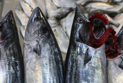 Denizden palamut fışkırdı ama balıkçılar tedirgin