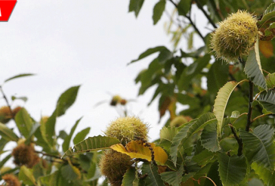 Kestanede üretimi düşüren ‘Gal Arısı’na karşı biyolojik mücadele