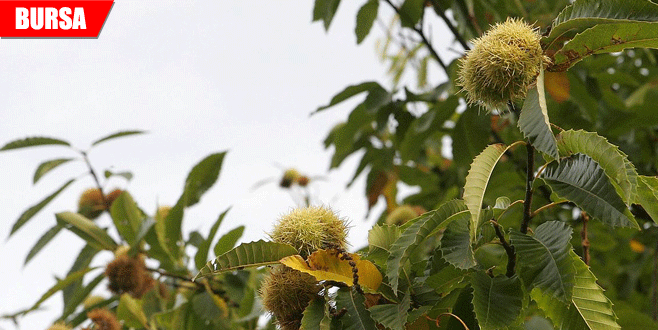 Kestanede üretimi düşüren ‘Gal Arısı’na karşı biyolojik mücadele