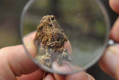 İnegöl’de Gal Arısı’yla biyolojik mücadele