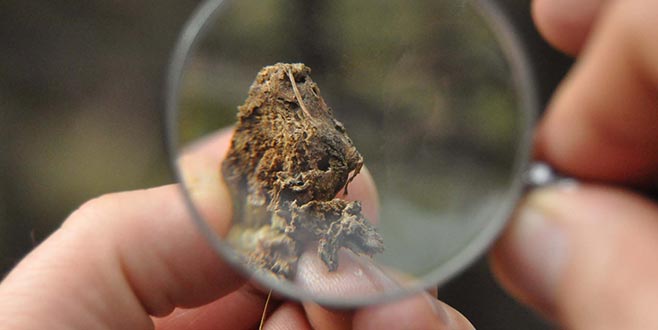 İnegöl’de Gal Arısı’yla biyolojik mücadele