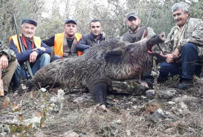 Bursa’nın dağ yörelerini domuzlar bastı