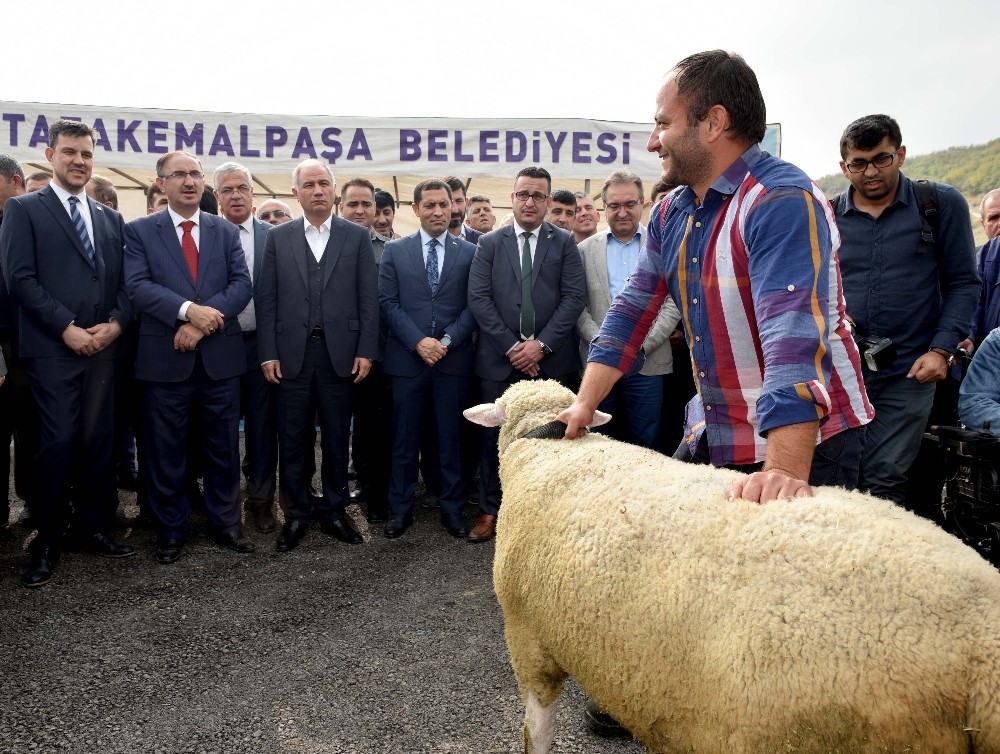 Hayvanlar en güzel olmak için yarıştı