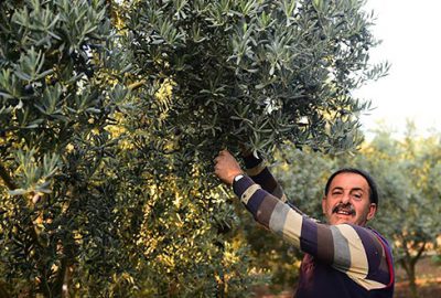 Orhangazi’de 5 bin ton zeytin alımı hedefleniyor
