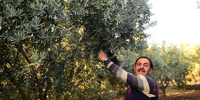 Orhangazi’de 5 bin ton zeytin alımı hedefleniyor Orhangazi’de 5 bin ton zeytin alımı hedefleniyor