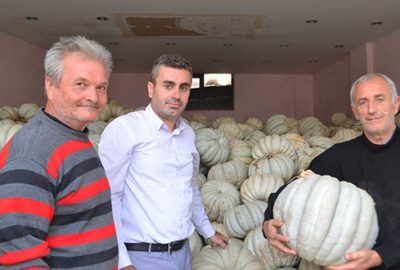 Kestane kabağında hasat zamanı