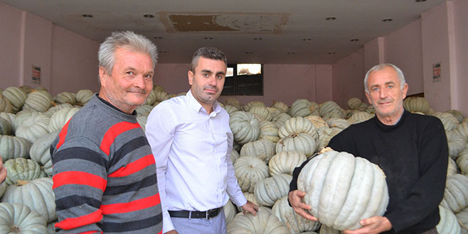 Kestane kabağında hasat zamanı