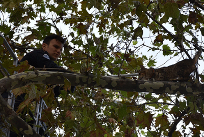 Gemlik’te ağaçta mahsur kalan kedi kurtarıldı
