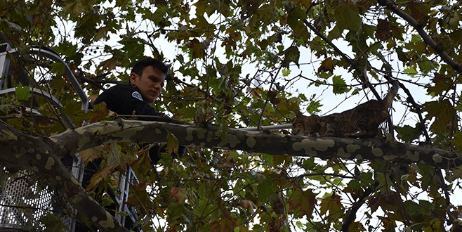 Gemlik’te ağaçta mahsur kalan kedi kurtarıldı