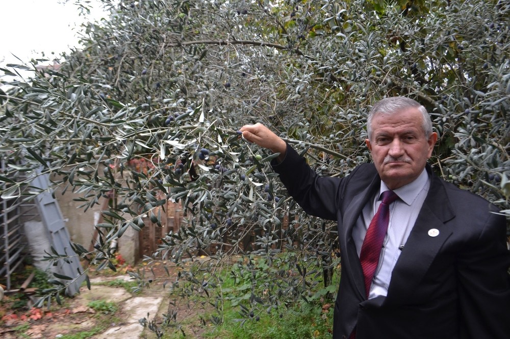 İnegöl’de artık zeytin de yetişiyor