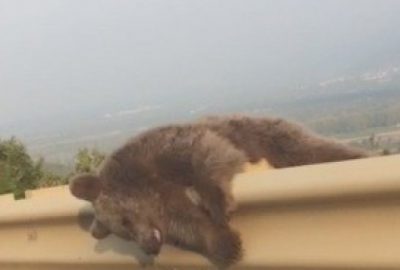 Otoyolda ölü ayı şoku